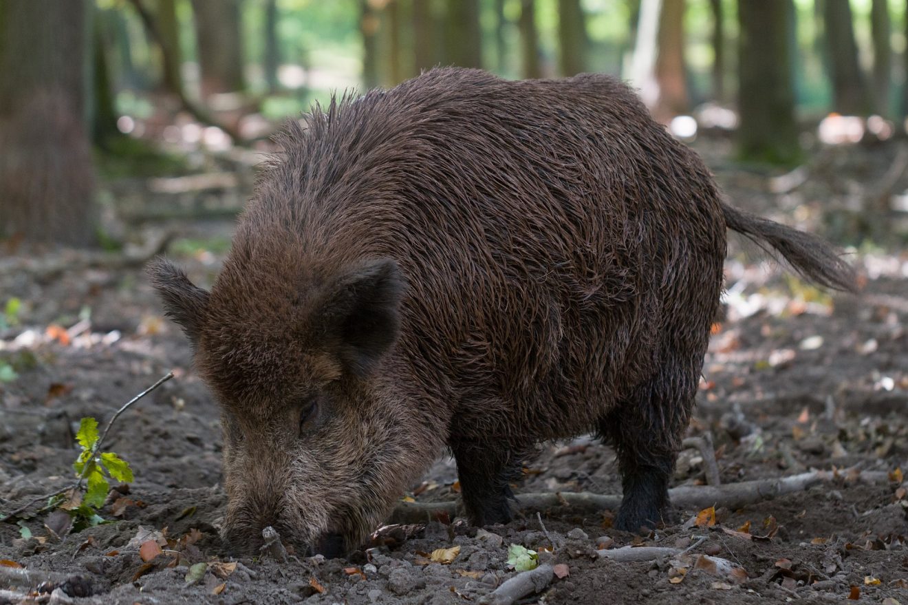 Tiersteckbrief Wildschwein