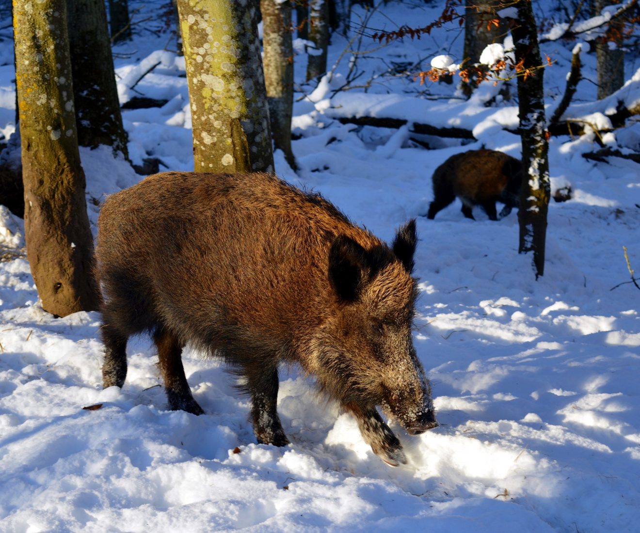 Tiersteckbrief Wildschwein