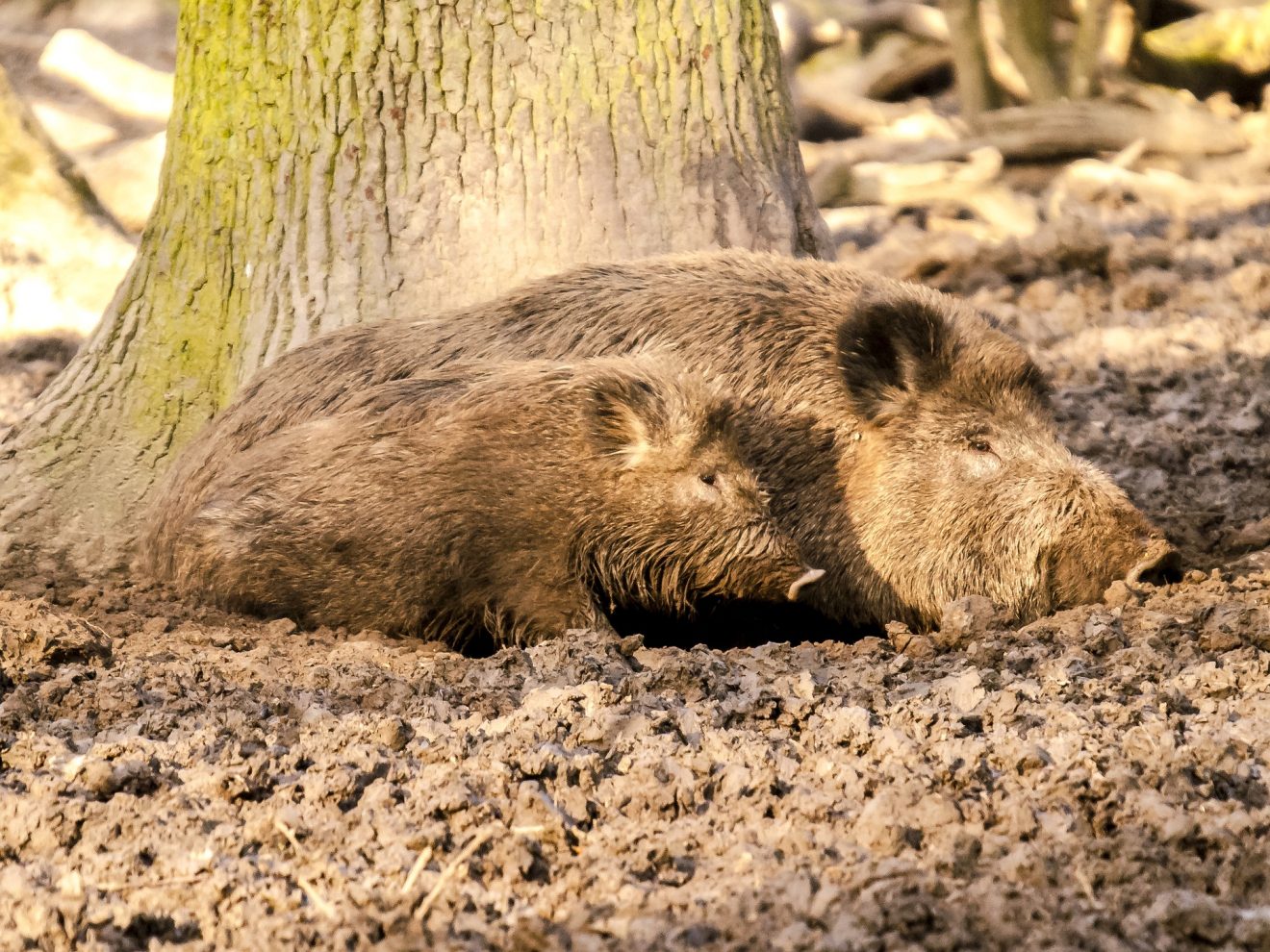 Tiersteckbrief Wildschwein