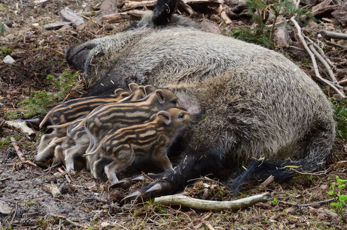 Tiersteckbrief Wildschwein