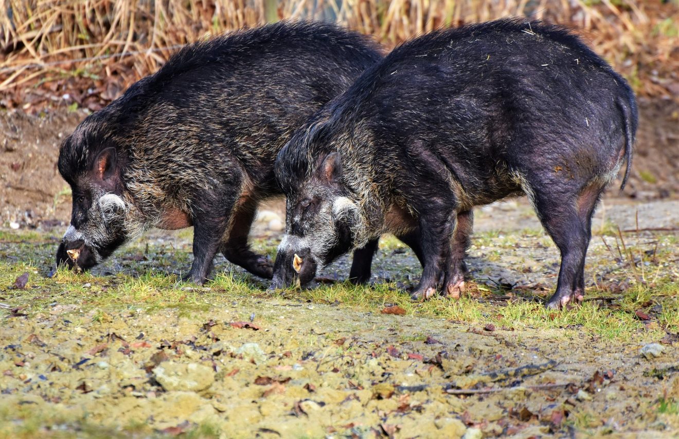 Tiersteckbrief Wildschwein