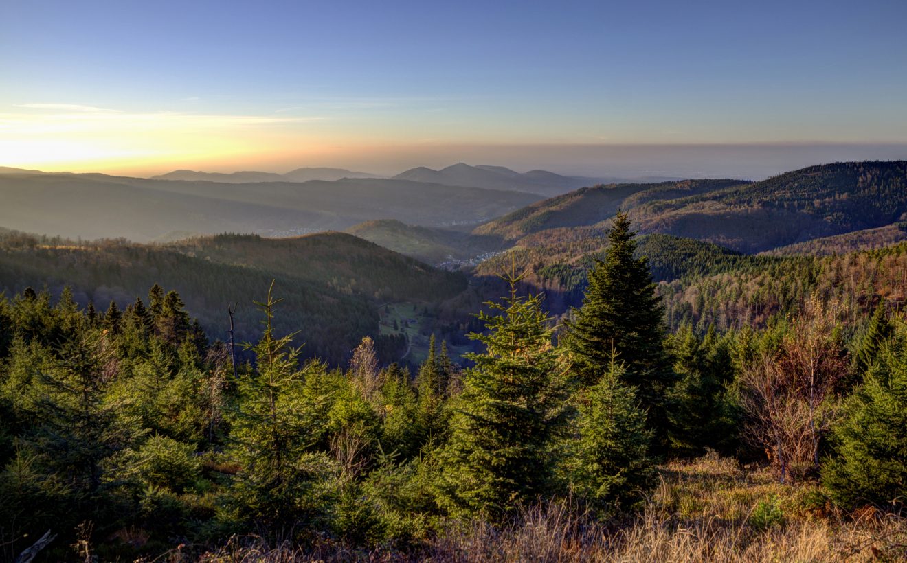 Tag des Waldes 21. März 2018
