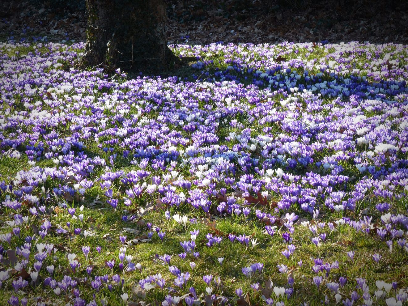Krokusblüte Zavelstein