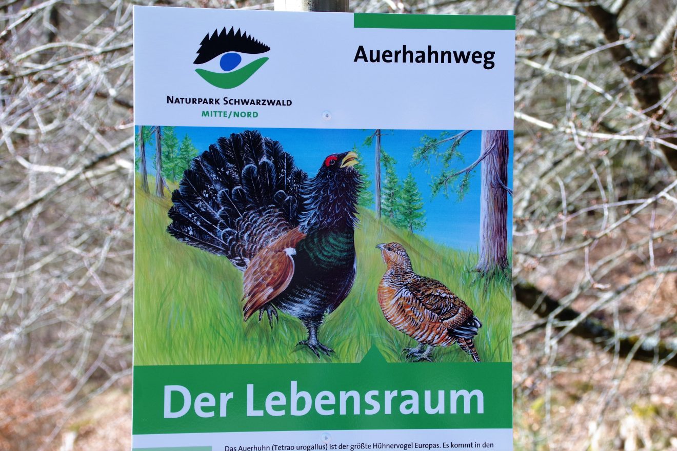 Auerhahnweg in Schramberg-Tennenbronn