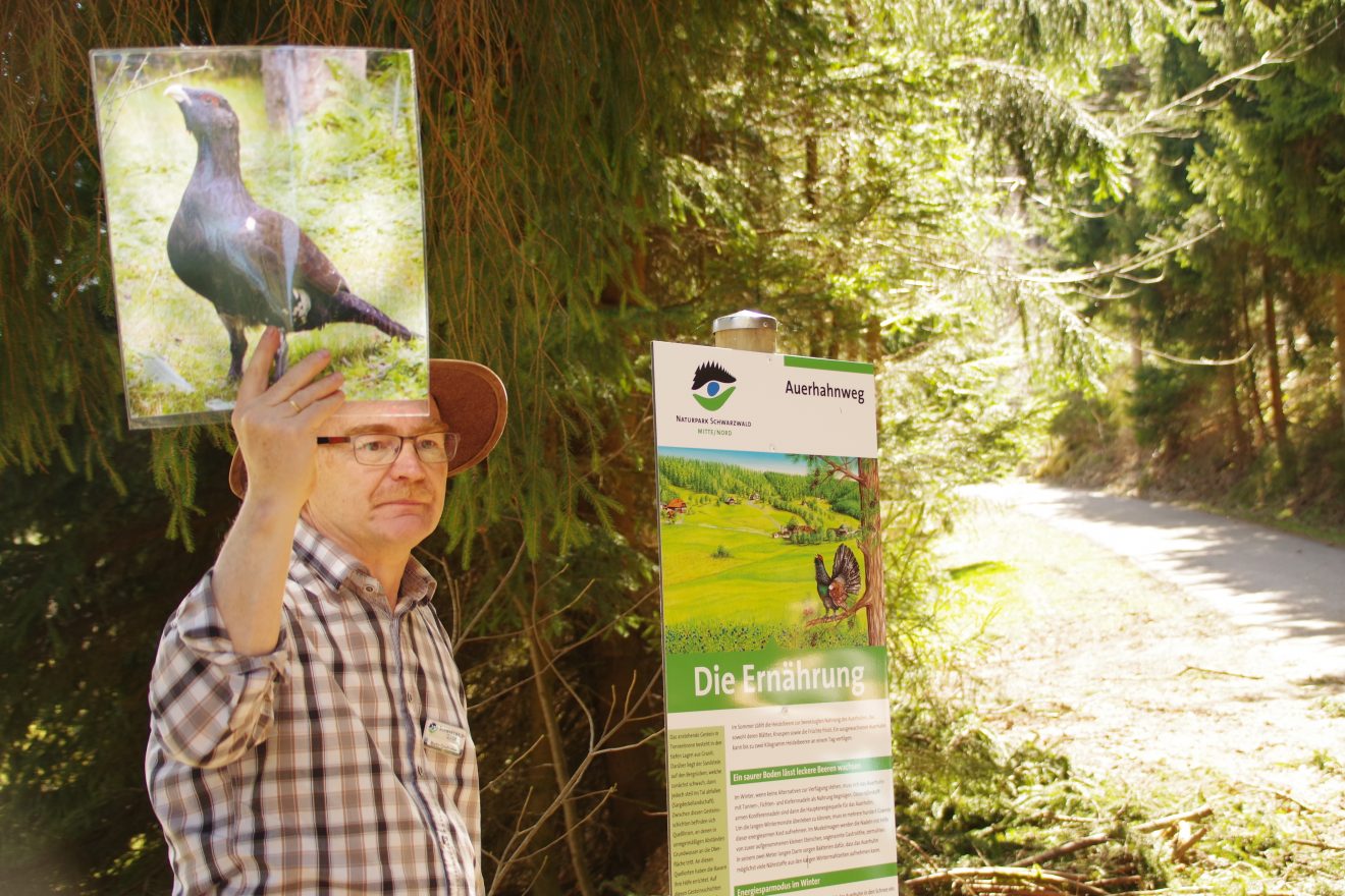 Auerhahnweg in Schramberg-Tennenbronn