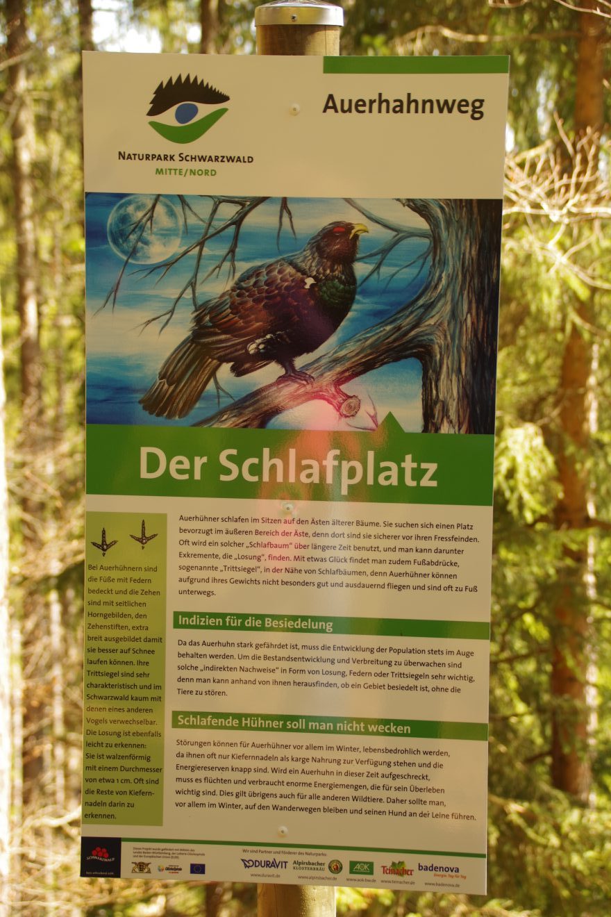 Auerhahnweg in Schramberg-Tennenbronn