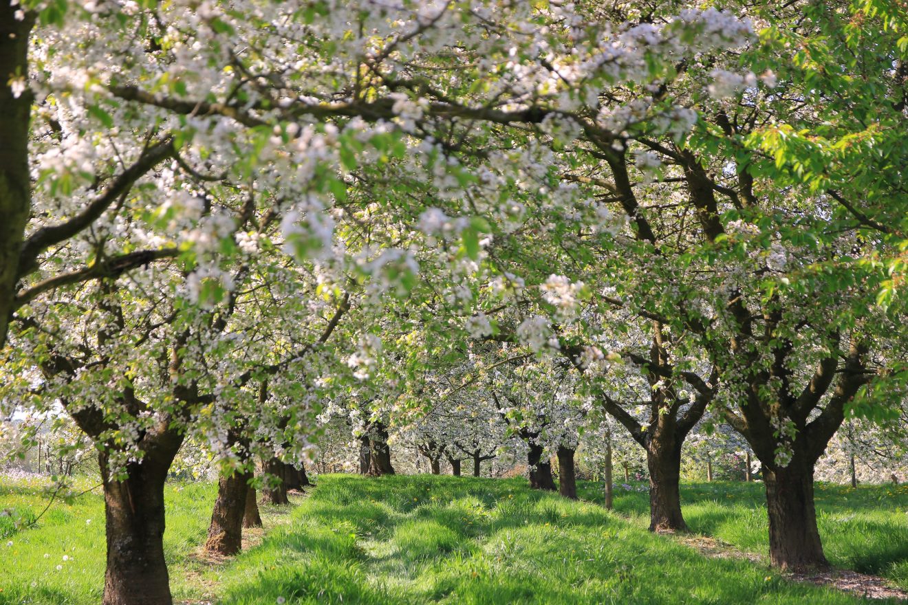 Naturpark-Honig von Cum Natura