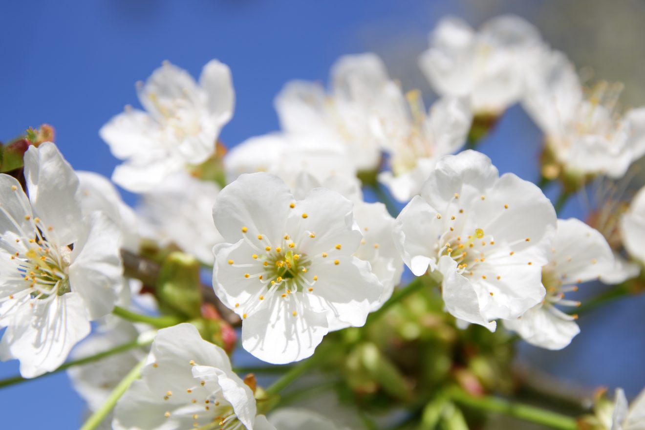 Naturpark-Honig von Cum Natura