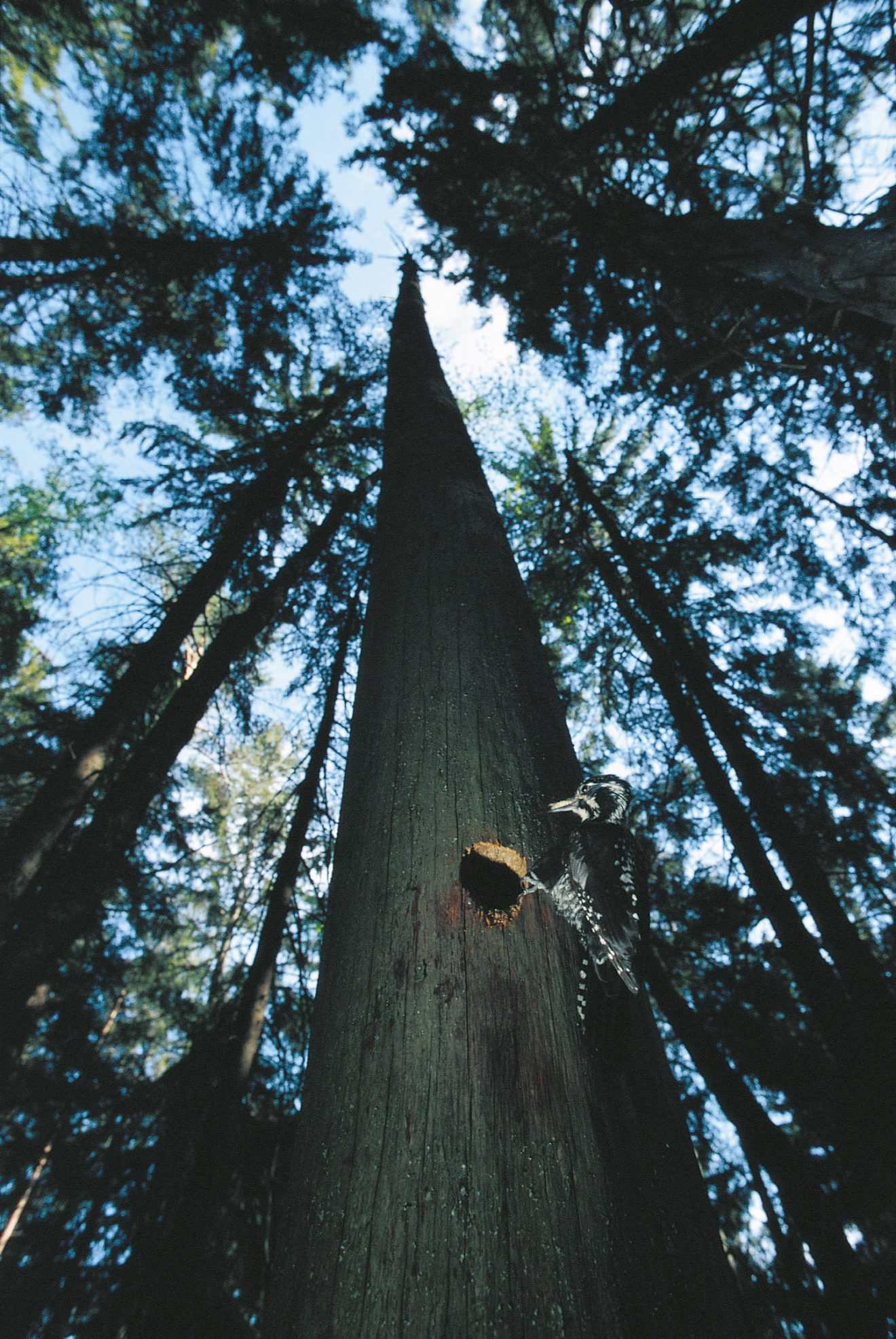 Tiersteckbrief Dreizehenspecht