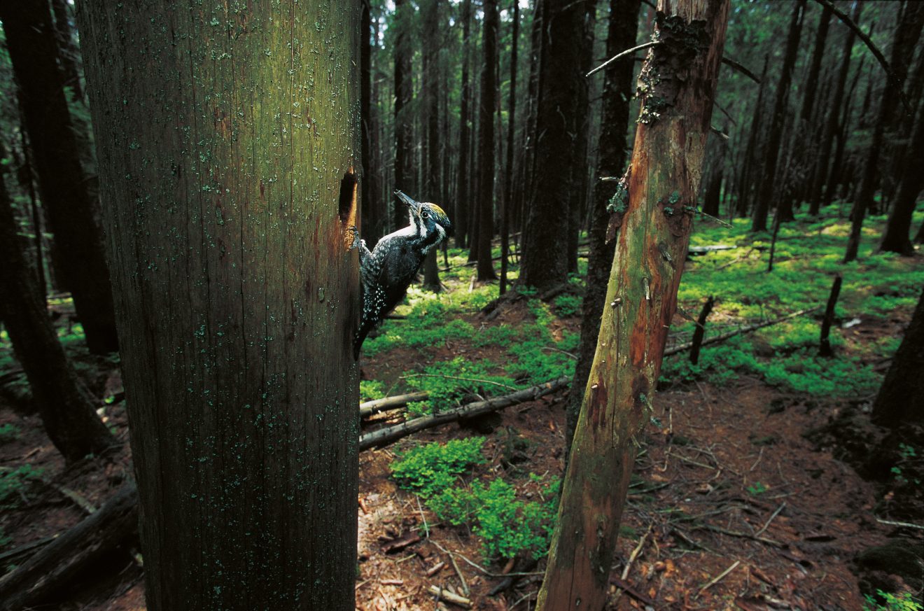 Tiersteckbrief Dreizehenspecht