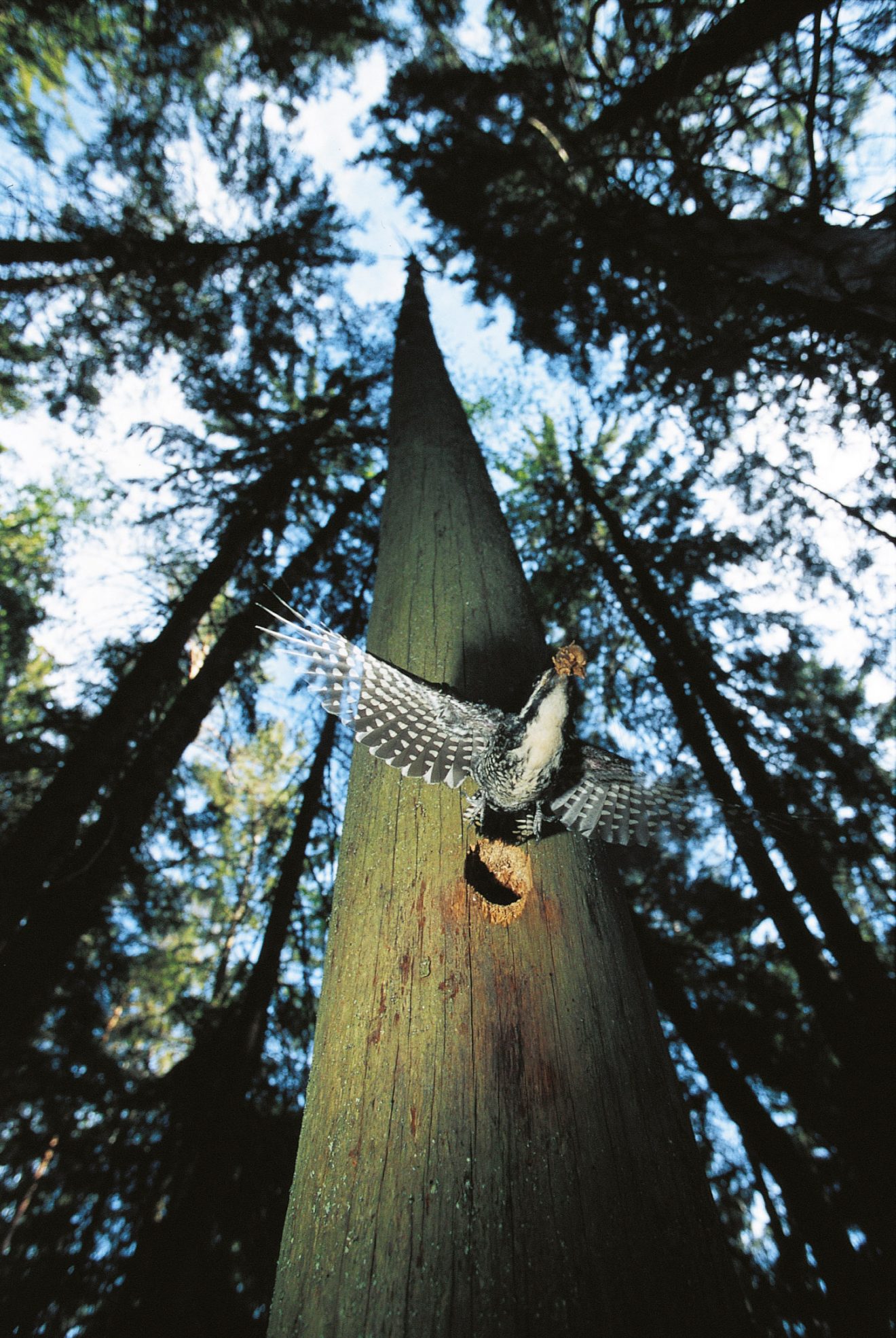 Tiersteckbrief Dreizehenspecht