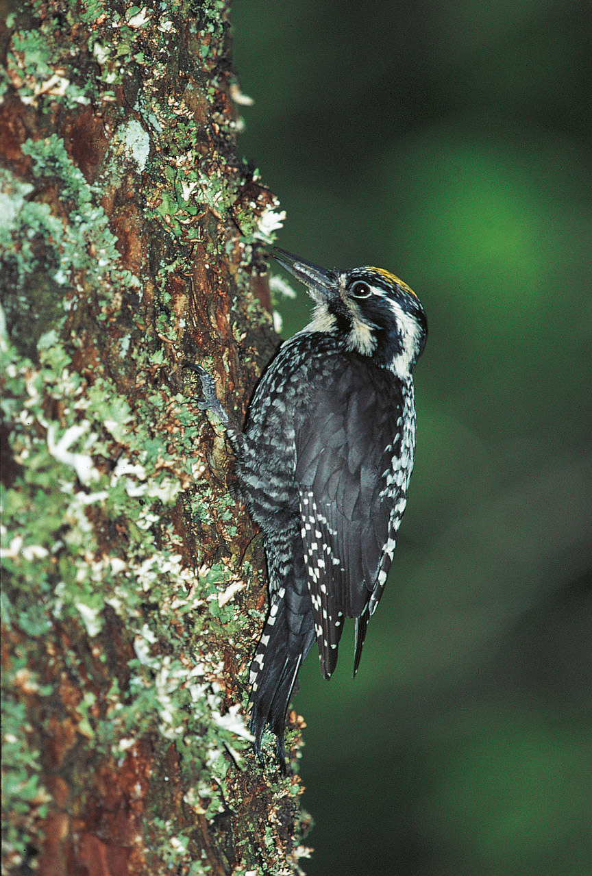 Tiersteckbrief Dreizehenspecht
