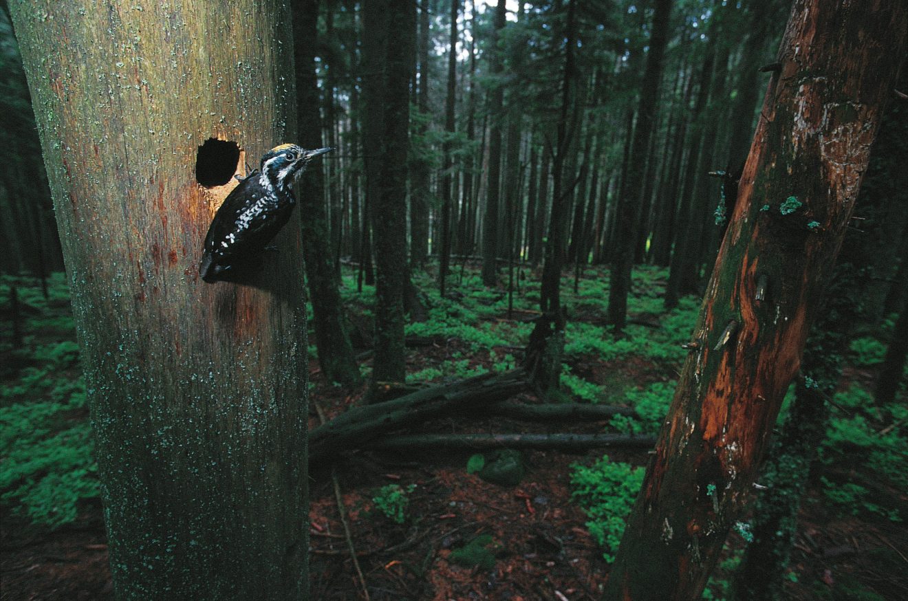 Tiersteckbrief Dreizehenspecht