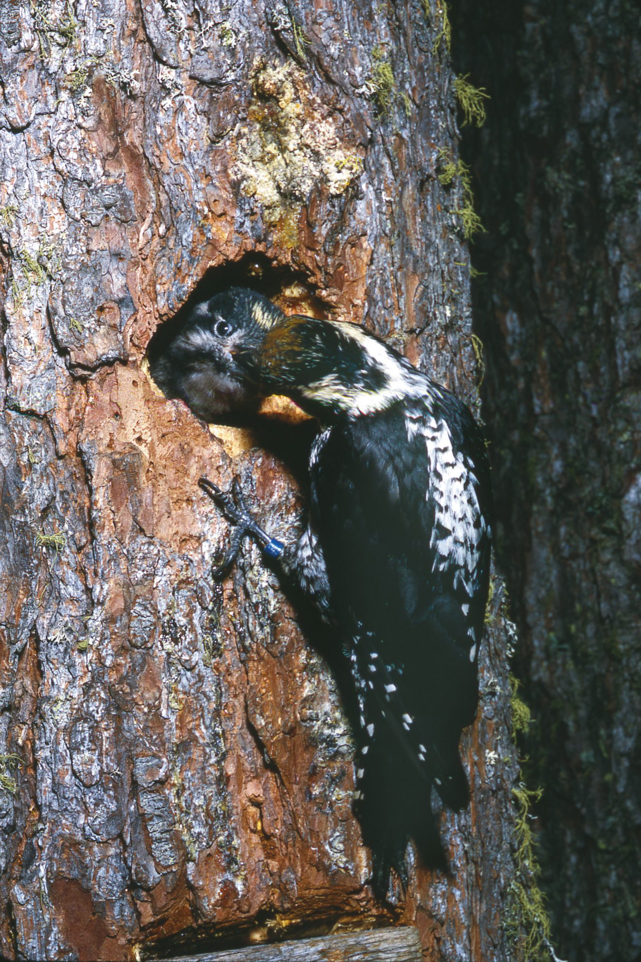 Tiersteckbrief Dreizehenspecht