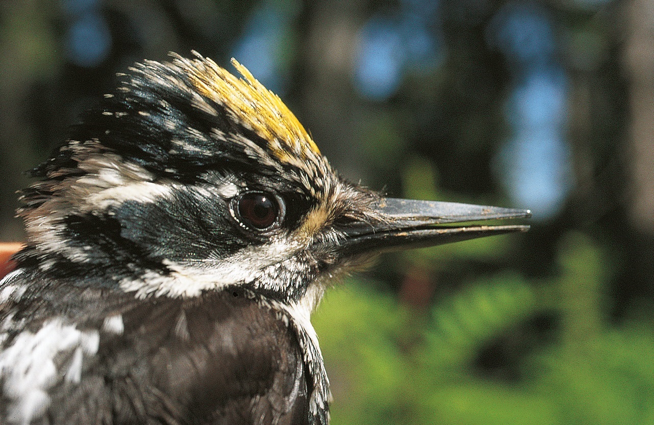 Tiersteckbrief Dreizehenspecht