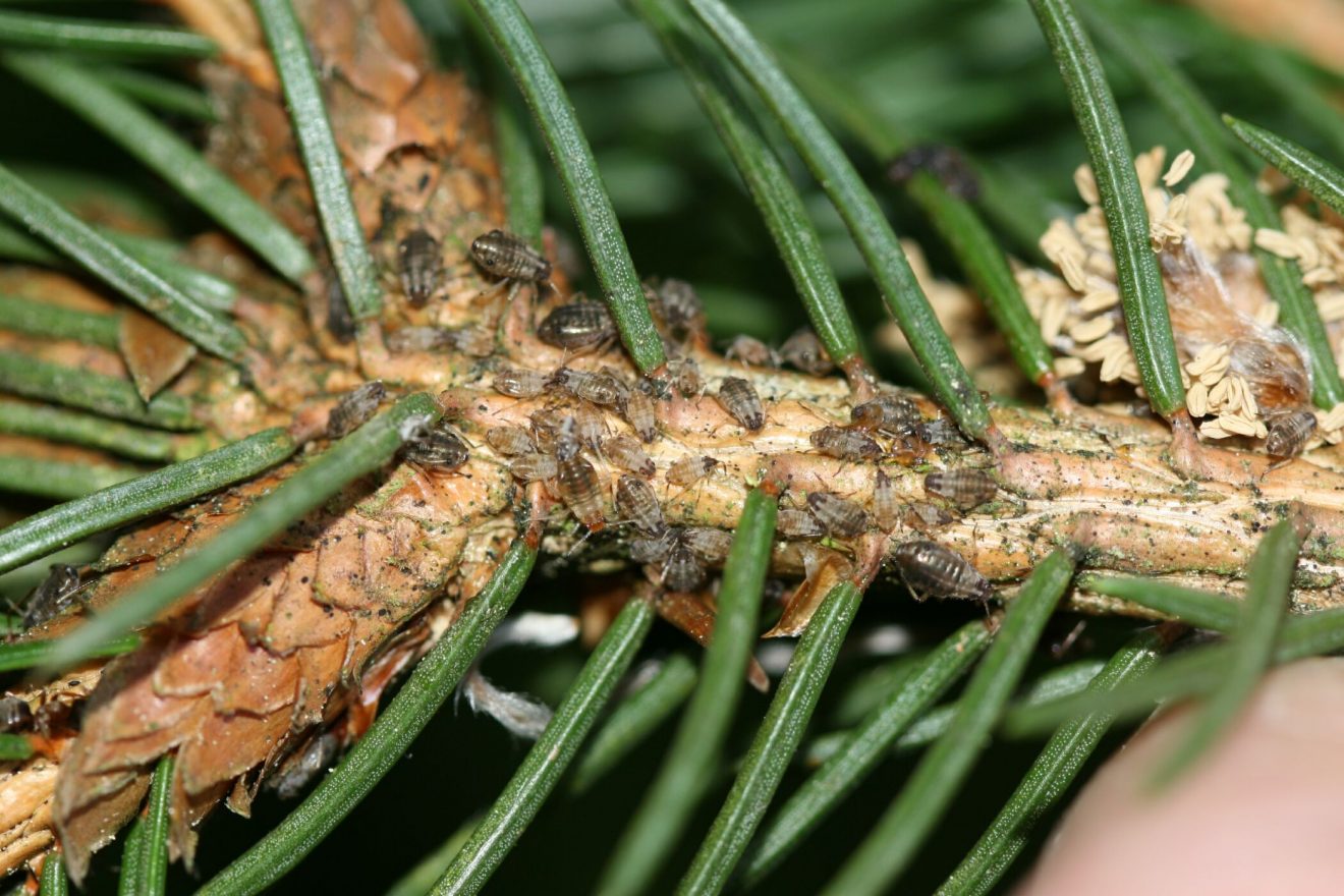 Naturpark-Honig von Cum Natura