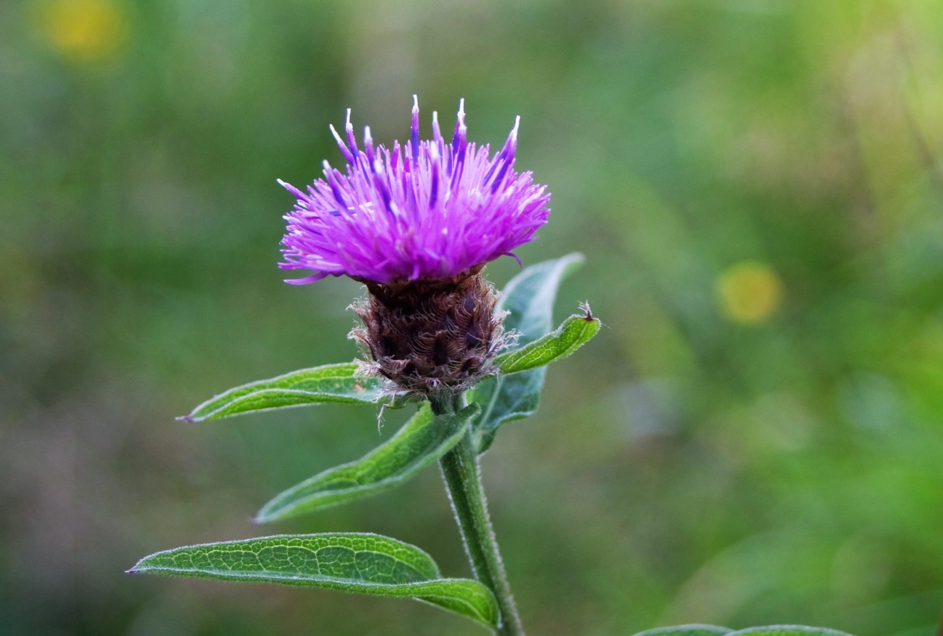 Schwarze Flockenblume Blühender Naturpark