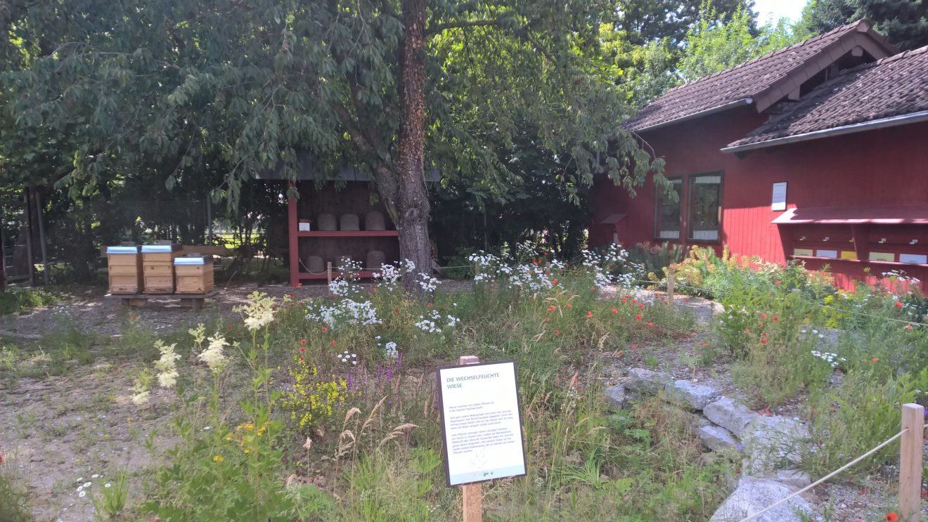 Bienenschutz bei badenova