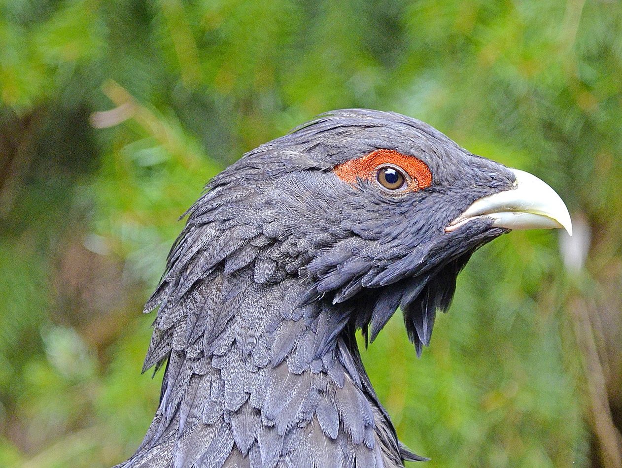 Internationaler Tag der biologischen Vielfalt.