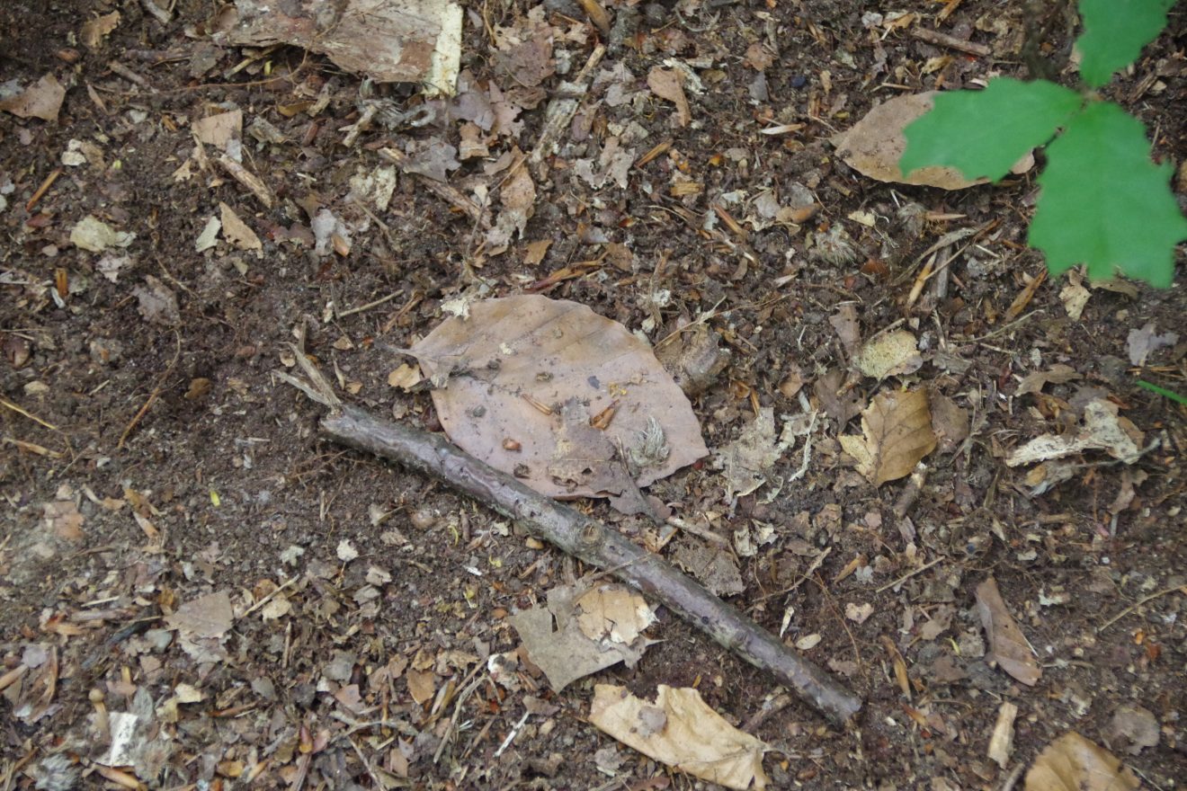 Mit Entdeckerwesten den Waldboden erforschen.