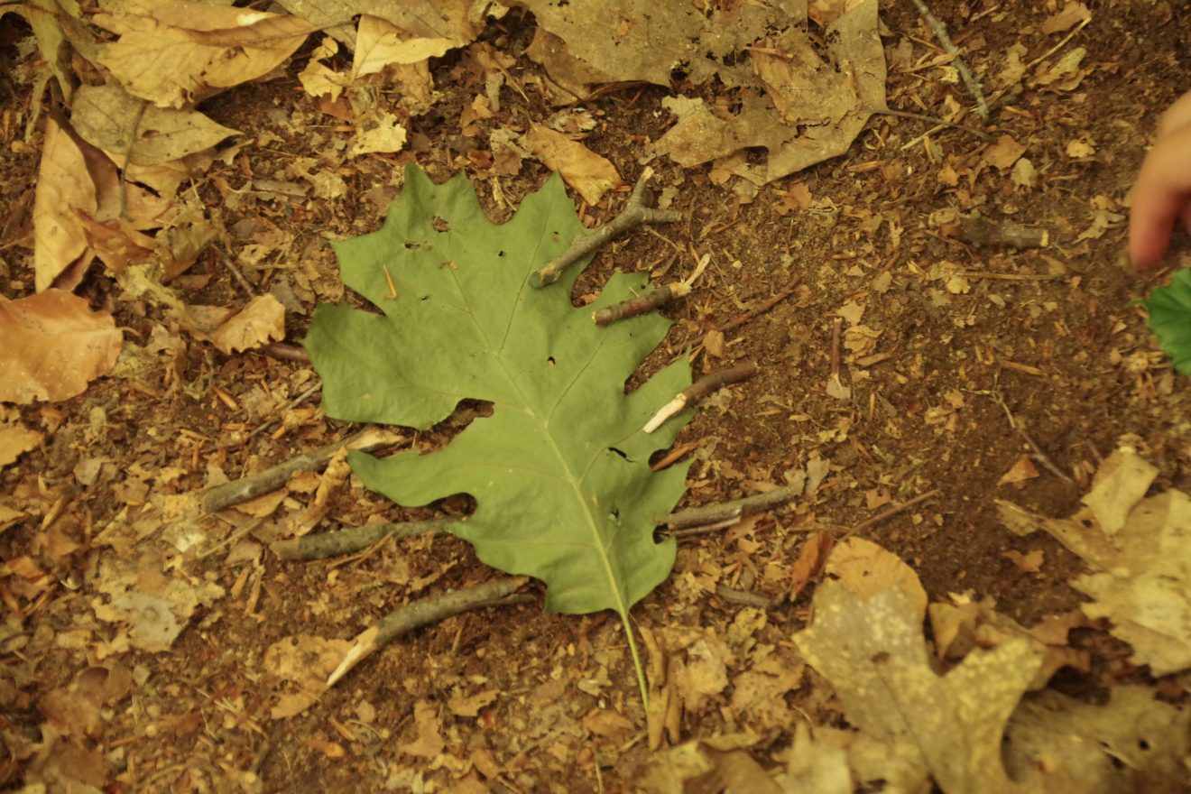 Mit Entdeckerwesten den Waldboden erforschen.
