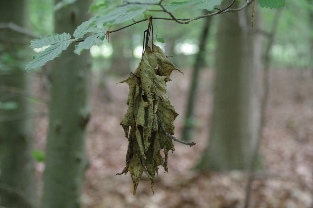 Mit Entdeckerwesten den Waldboden erforschen.