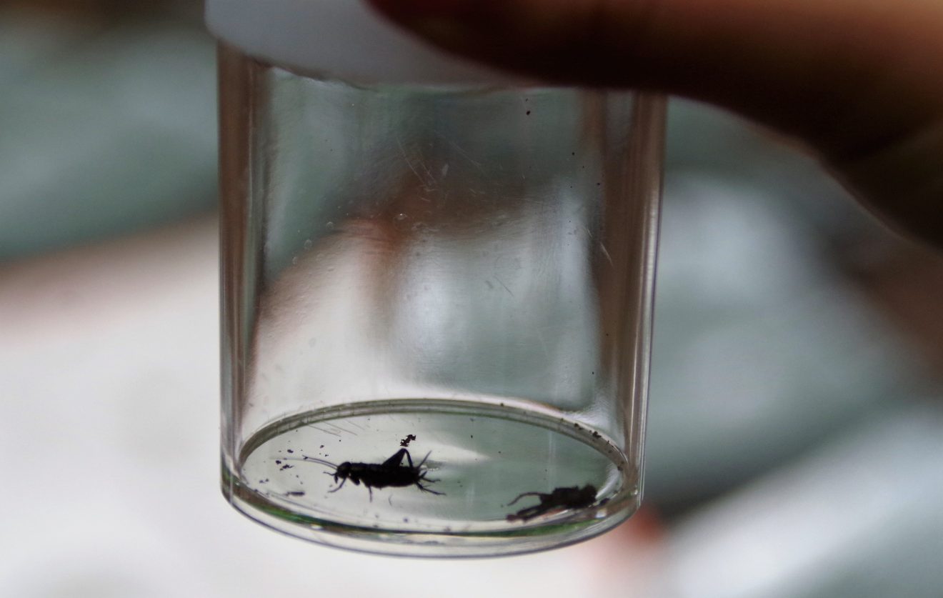 Mit Entdeckerwesten den Waldboden erforschen.