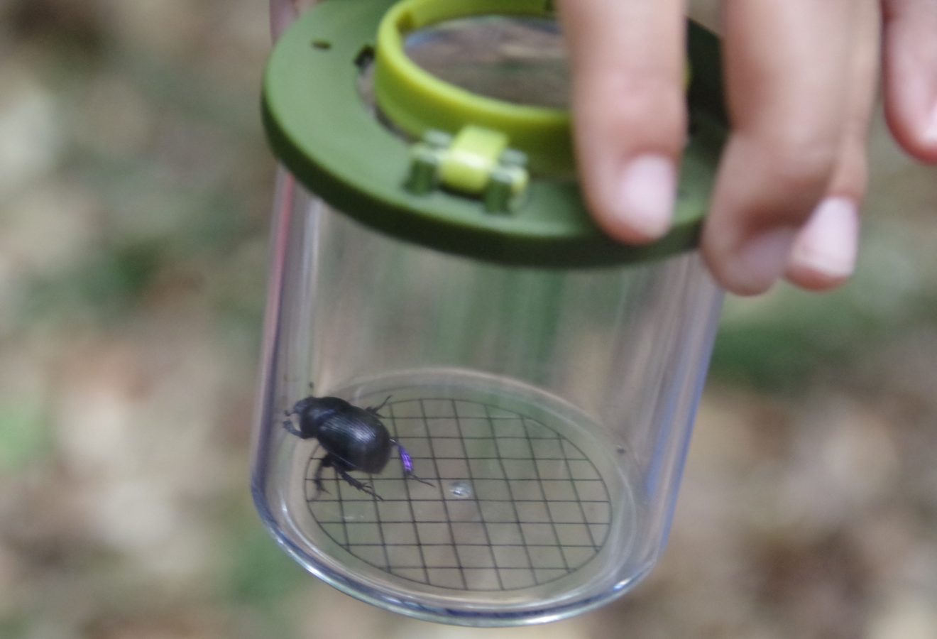 Mit Entdeckerwesten den Waldboden erforschen.