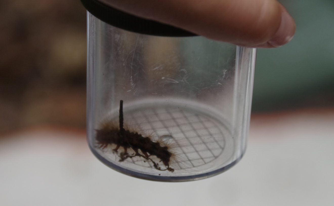 Mit Entdeckerwesten den Waldboden erforschen.