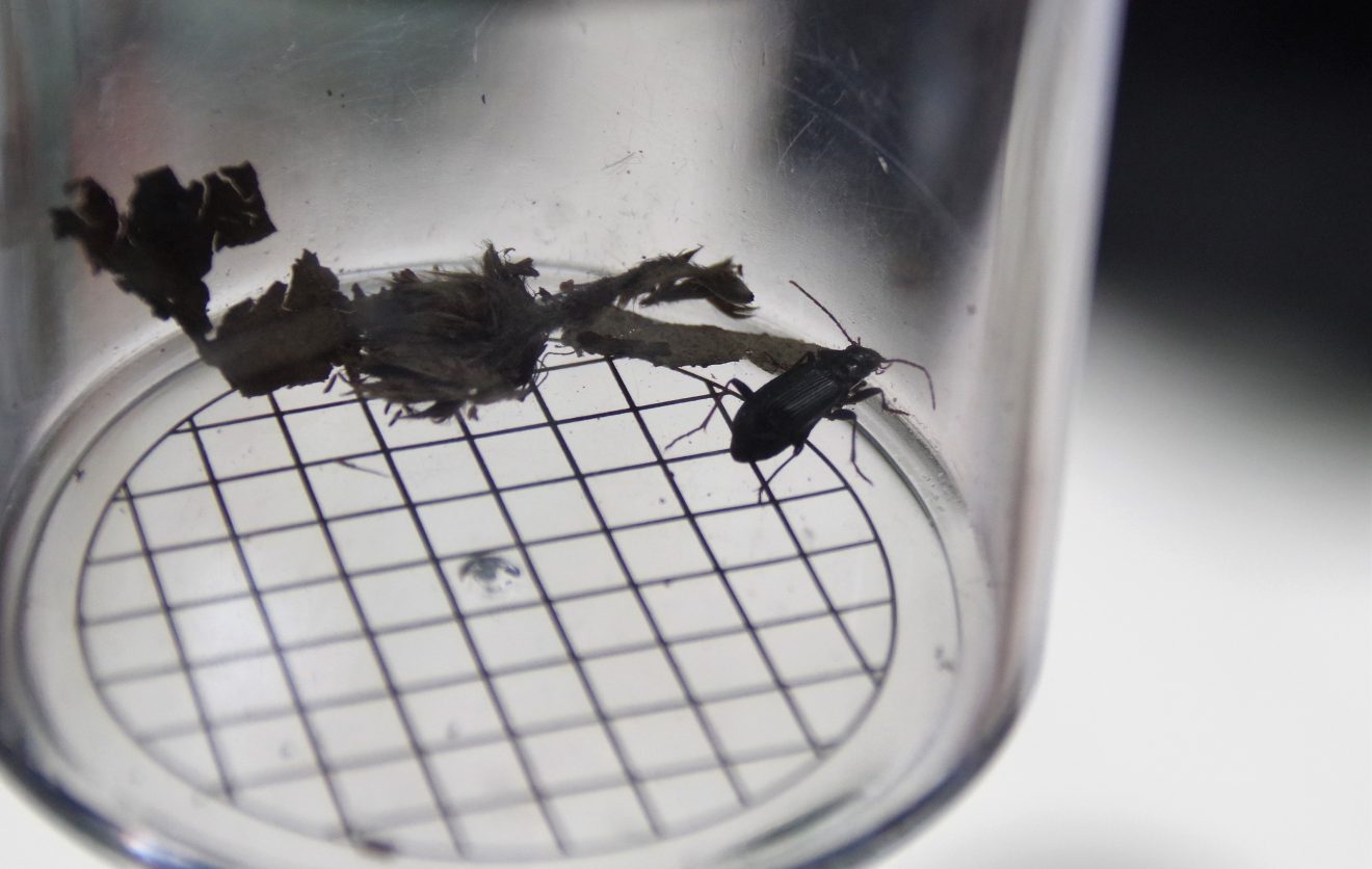 Mit Entdeckerwesten den Waldboden erforschen.