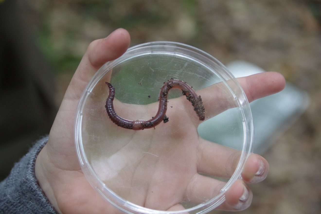 Mit Entdeckerwesten den Waldboden erforschen.
