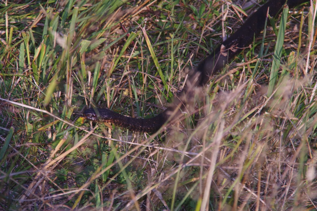 Tiersteckbrief: Die Kreuzotter