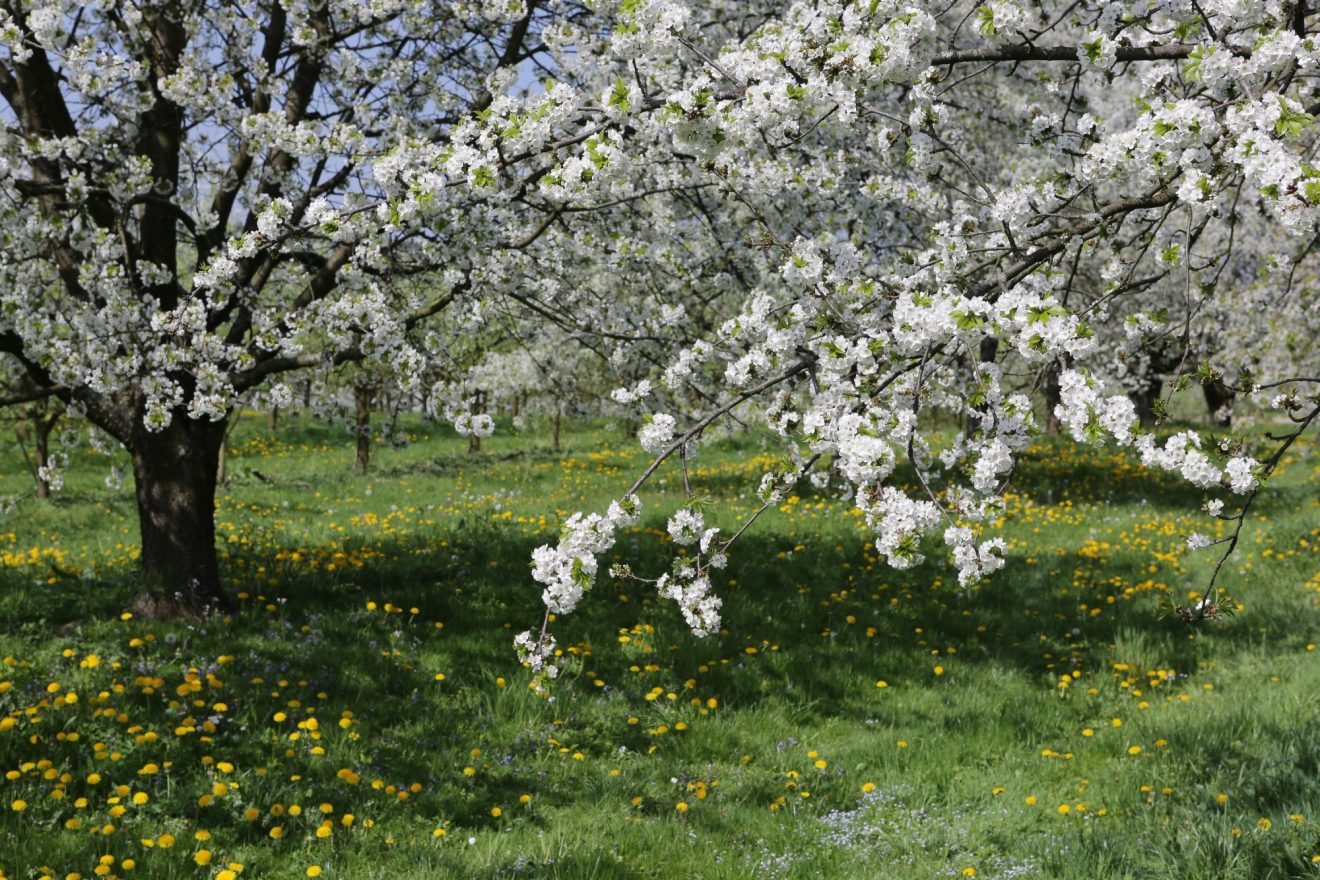 24 Touren im Renchtal