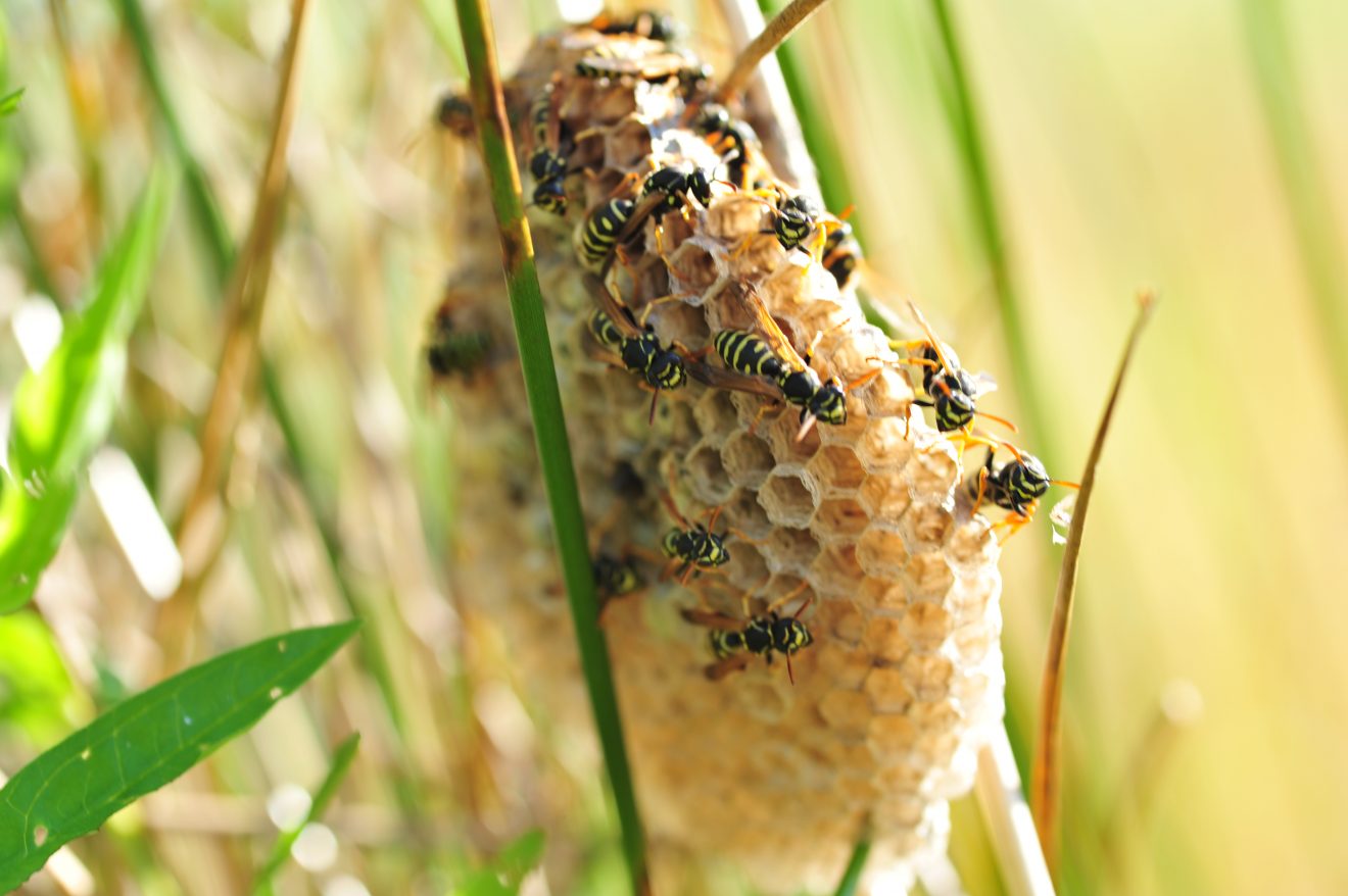 Herzenssache Natur in Kappelrodeck 2018