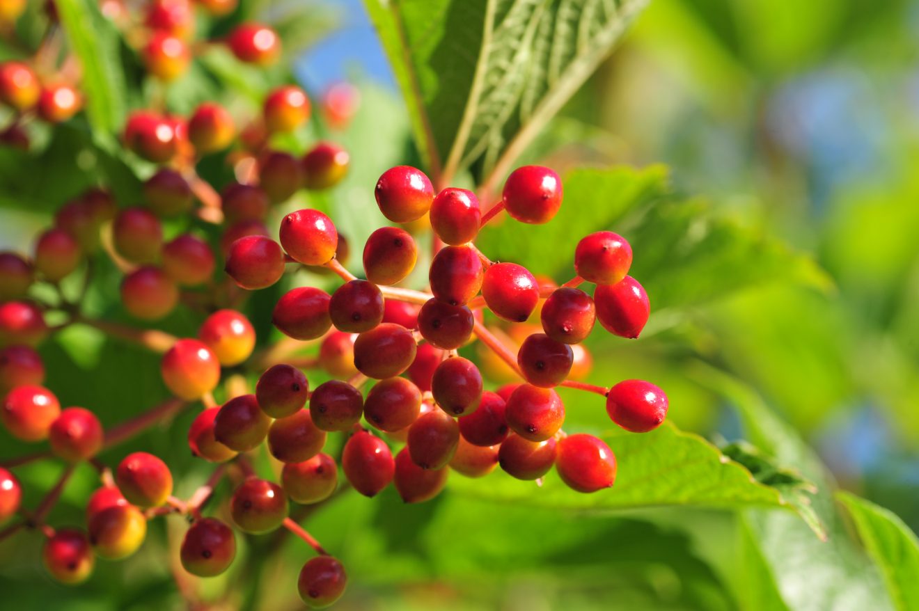 Herzenssache Natur in Kappelrodeck 2018