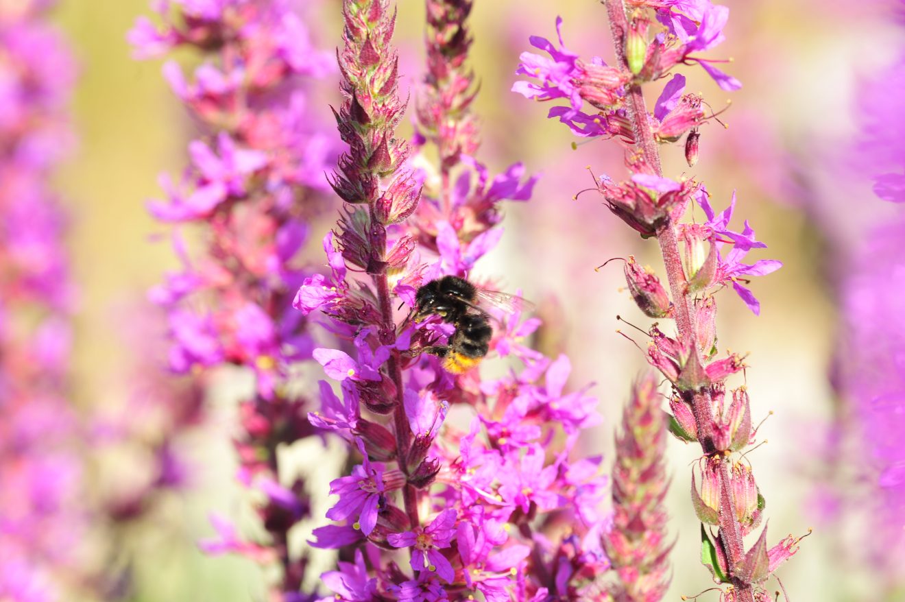 Herzenssache Natur in Kappelrodeck 2018