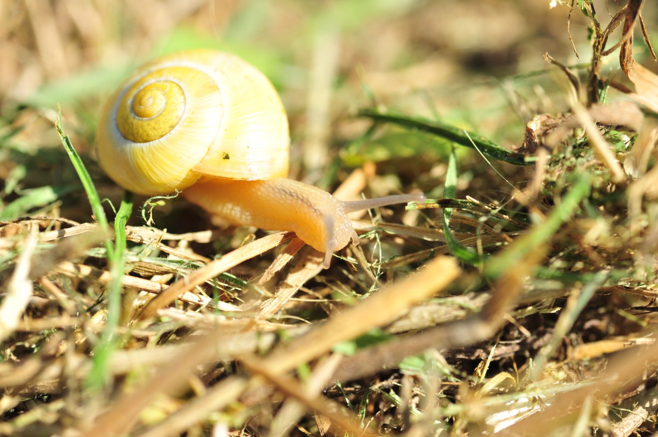 Herzenssache Natur in Kappelrodeck 2018
