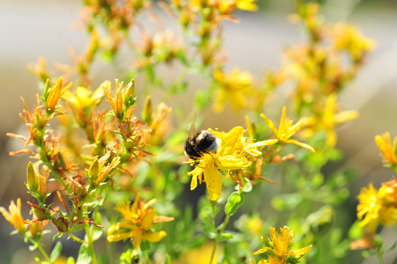 Herzenssache Natur in Kappelrodeck 2018