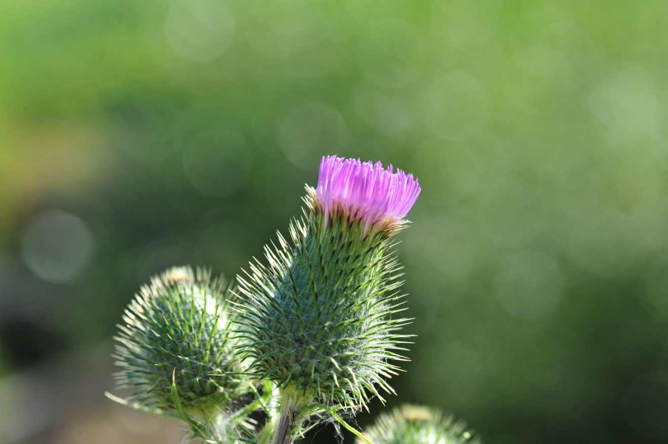Herzenssache Natur in Kappelrodeck 2018