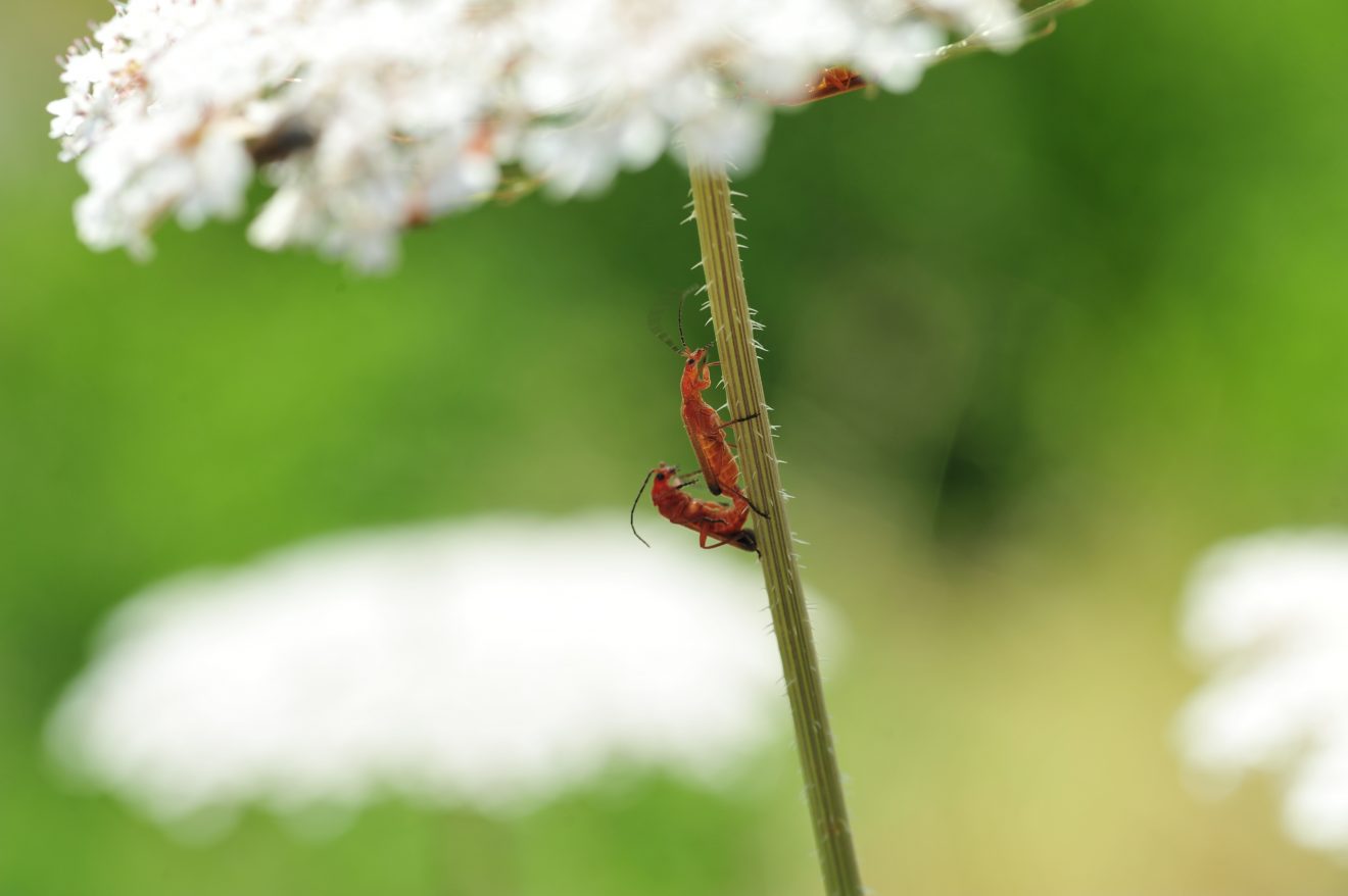 Herzenssache Natur in Kappelrodeck 2018