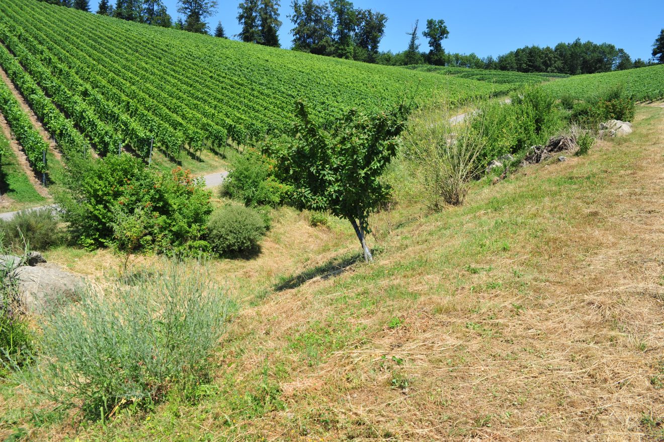 Herzenssache Natur in Kappelrodeck 2018