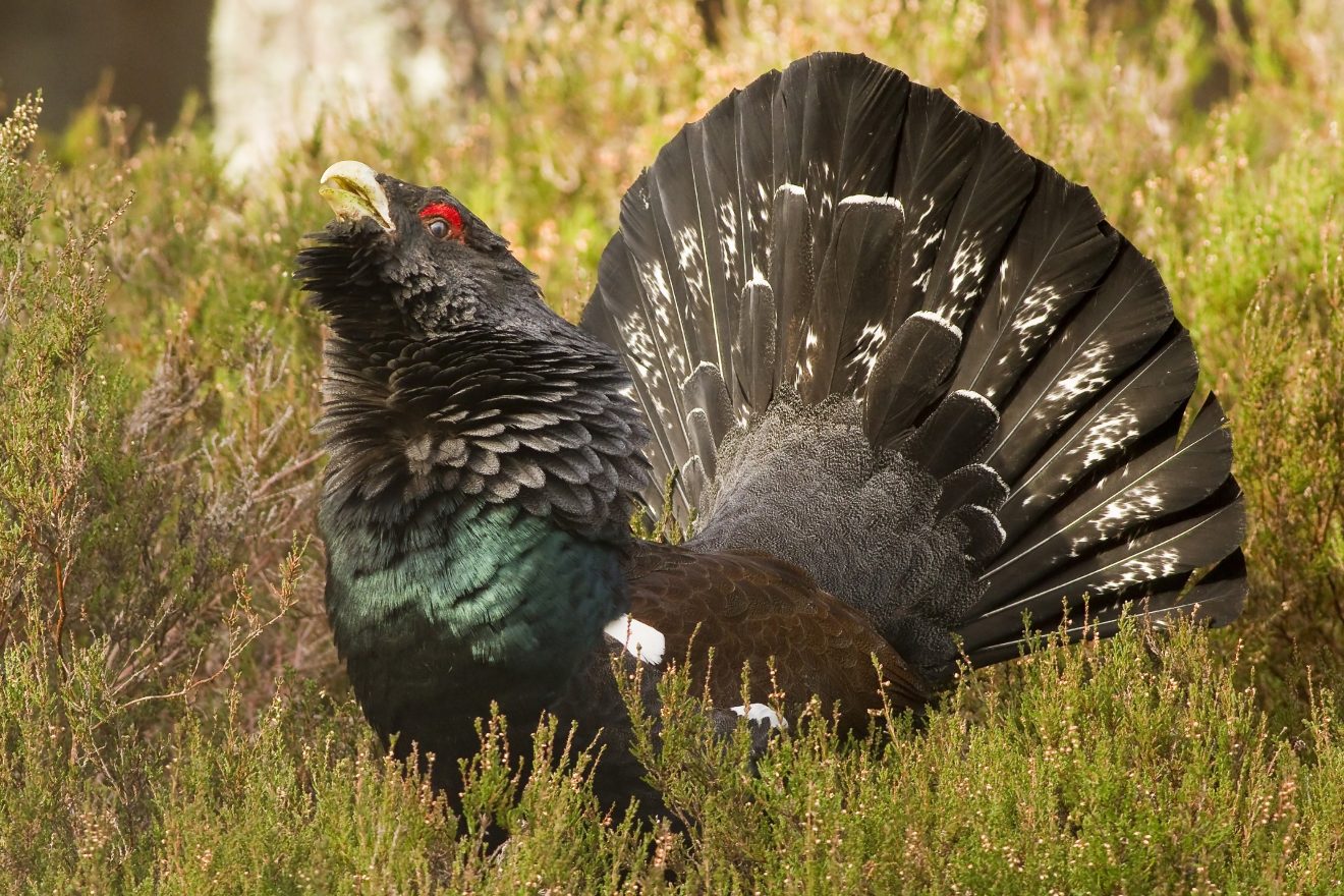 Herzenssache Natur: Habitatpflege Auerhuhn in Baden-Baden