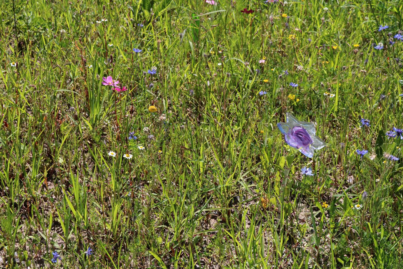 Blühender Naturpark auf der Landesgartenschau Lahr 2018