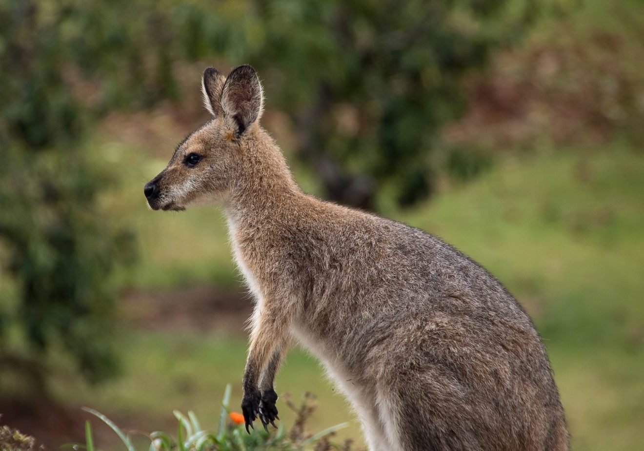 Wallaby-Känguru im Schwarzwald unterwegs