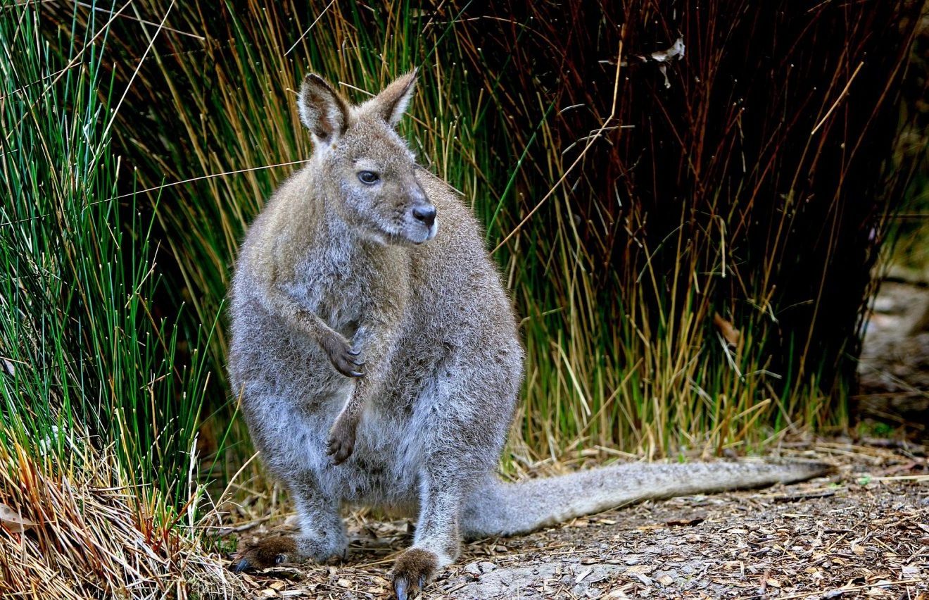 Wallaby-Känguru im Schwarzwald unterwegs