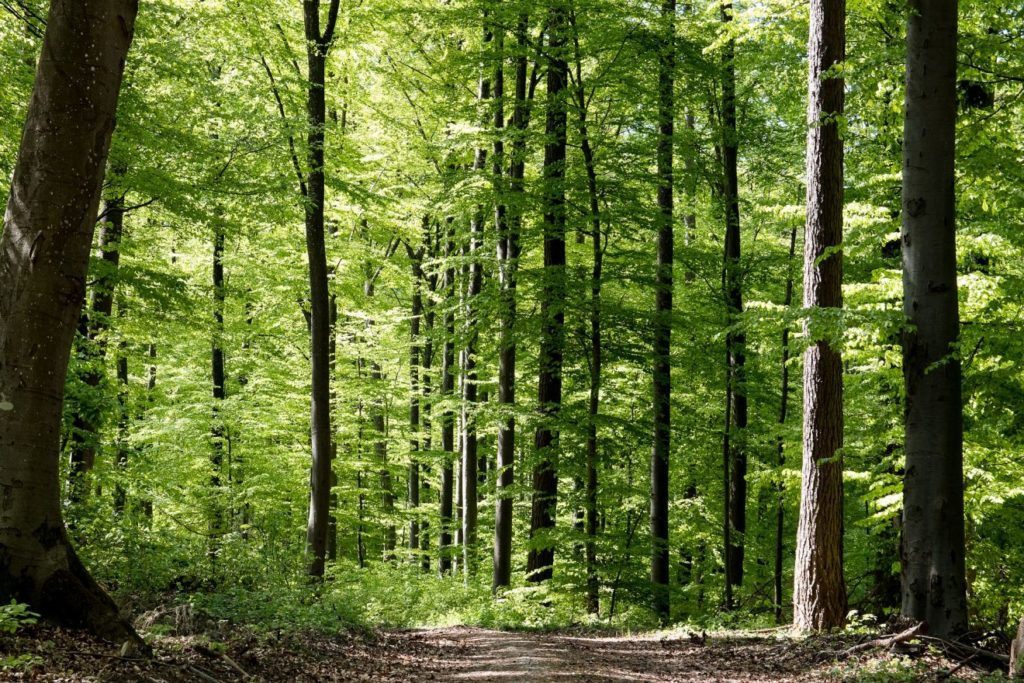 Wald macht gesund