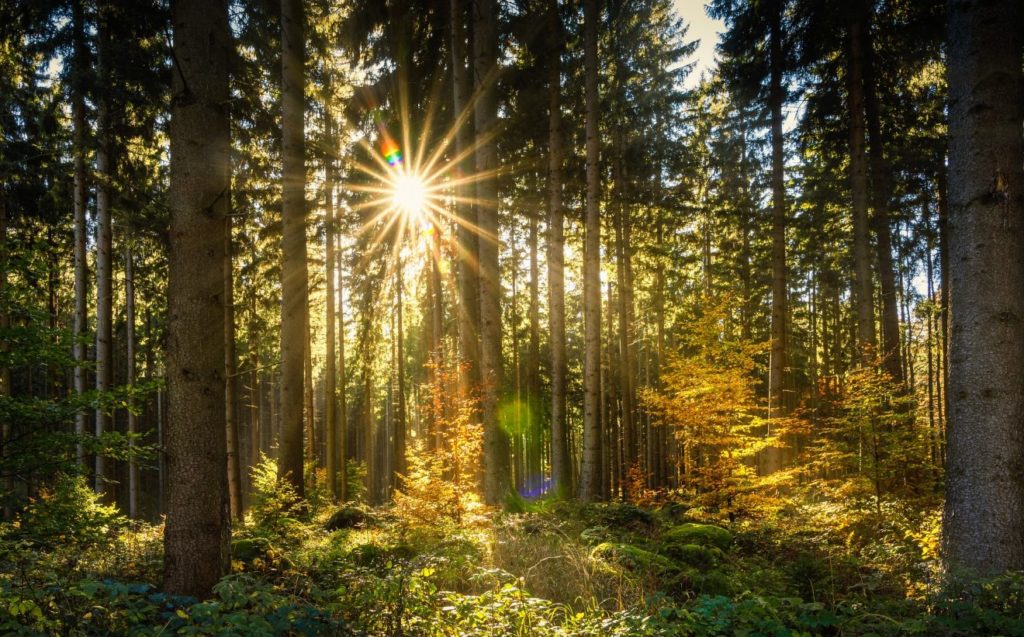 Wald macht gesund