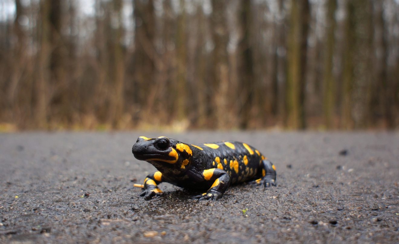 Tiersteckbrief Feuersalamander