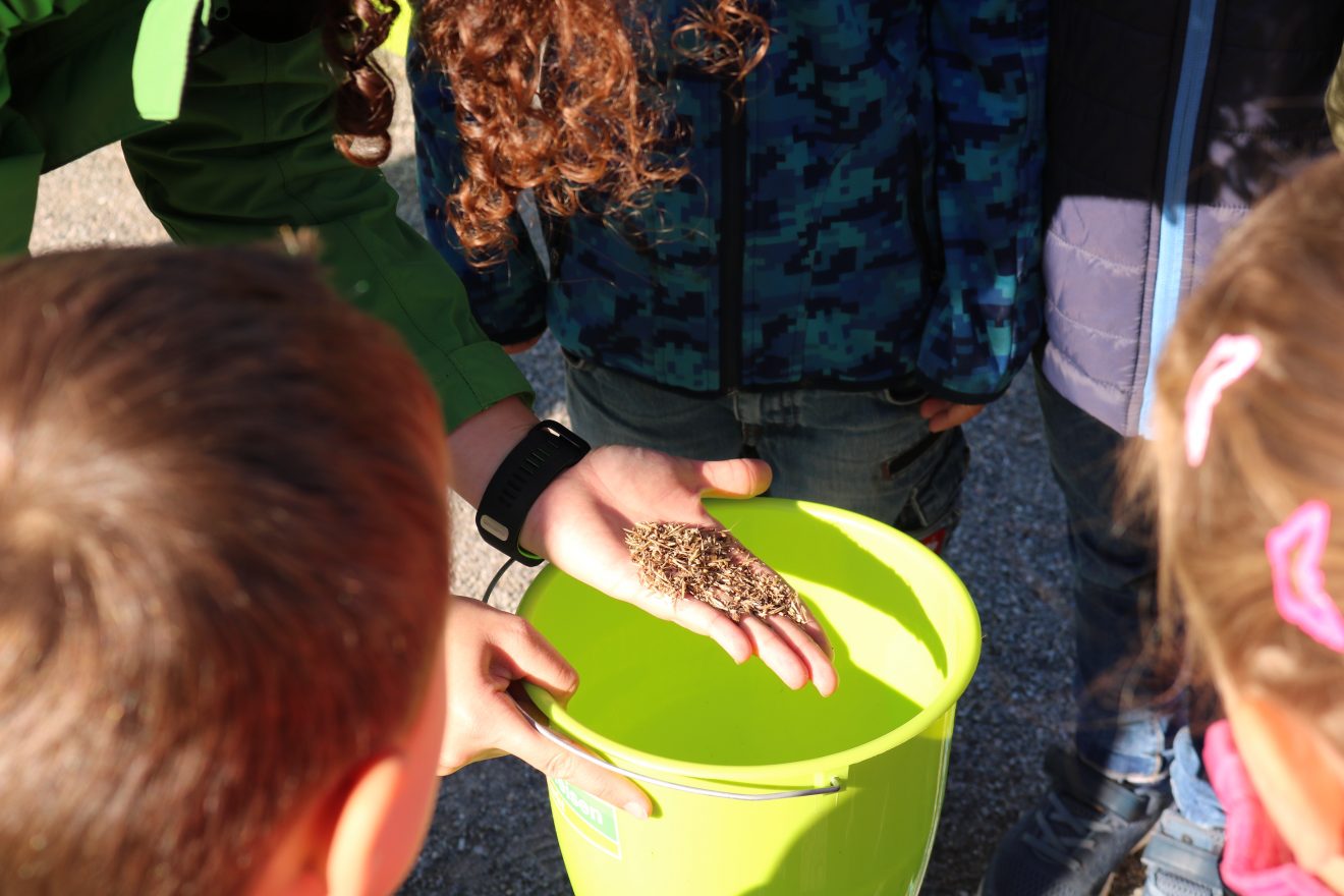 Blühender Naturpark im Schwarzwälder Freilichtmuseum Vogtsbauernhof