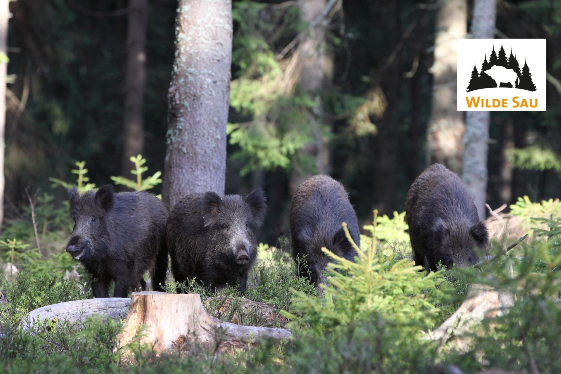 Wilde Sau - Wildschwein Schwarzwild aus dem Schwarzwald
